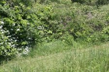 IMG_2782r.JPG