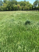 Hay 3.jpg