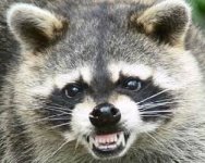 racoon2.jpg
