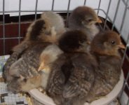 Baby Americauna , Auricana, and Easter egg chicks 2 weeks old 001.JPG