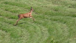 20250531_oh_farm_waterline_mowing_k7.jpg