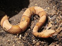 copperhead 2.jpg