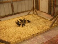 3-9-14 Ducklings in Cage on Concrete.jpg