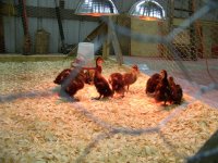 3-10-14 Ducks in Cage Temporary in Barn.jpg