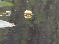 DSCN0248.JPG