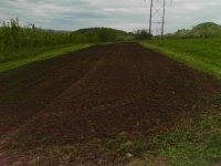 turnip patch.jpg