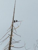 image-2083217354.jpg