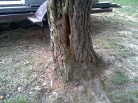 tree 1.jpg