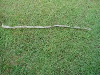 DSC06559 (Large).JPG