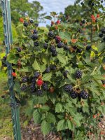 Blackberries hanging on the vines.jpg