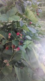 blackberries2.jpg