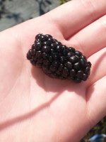 blackberry from farm2015.jpg