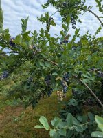 blueberries.jpg