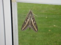 aug 13 022_1.JPG