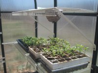 greenhouse.jpg