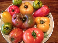 Tomato 1.jpg