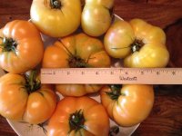 Tomato 2.jpg