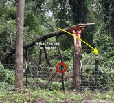 torvy tree 2.jpg