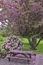 blossoms.jpg