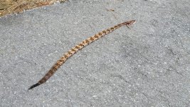 Snake June 2014.jpg