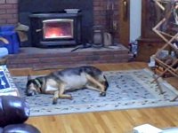 Dog by Fireplace Insert.jpg