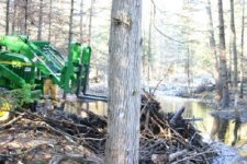 618816-Removing a beaver dam small.jpg