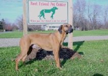 438245-Dart by sign.JPG