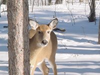 576124-deer 1-05.jpg