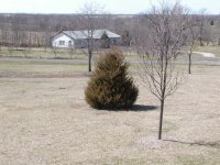 619032-Tractor  vs Tree 001.jpg