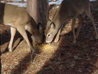 610970-Deer - Twin Fawns - Buck on Right.jpg