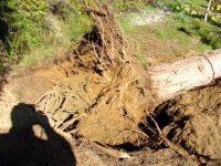 611241-stump.jpg