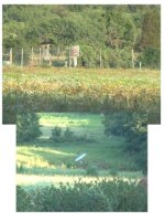 702007-deer fence garden.jpg
