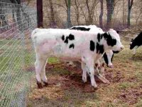 612945-s Cows 006 (640 x 480).jpg