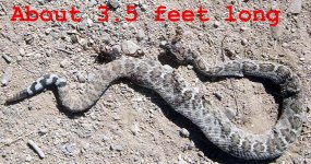 snake 14 1.jpg
