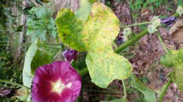hollyhocks 3.jpg