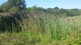 ForumRunner_20140813_092424.png