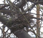 inca on nest 2.jpg inca on nest 2.jpg