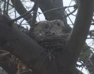 inca on nest 3.jpg inca on nest 3.jpg