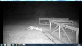 Fox Pic.jpg