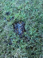 bear_poop.jpg
