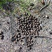 moose scat.jpg