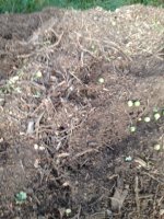 IMG_2069.jpeg