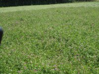 2014 Second Cutting Hay 002.jpg