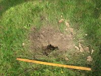 Ground nest.JPG