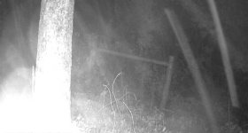 Spypoint_20250617_011024.jpg