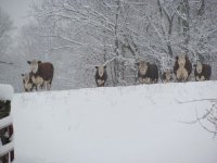farmsnowcows.jpg