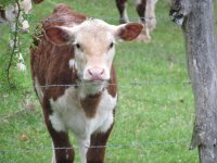 farmcalve.jpg