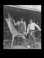 farmgaragedeer.jpg farmgaragedeer.jpg