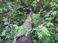 IMG_2048.JPG