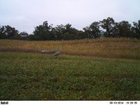 Beans-and-cranes.jpg